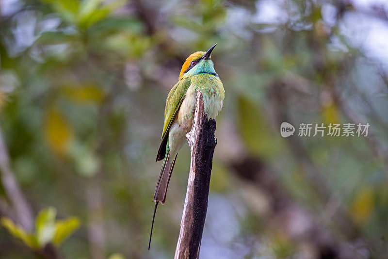 Little green bee eater (Merops orientalis ceylonicus) sitting on a branch